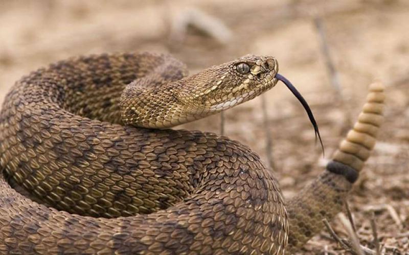 الأفعى وسرديات الخلق: آدم، جلجامش، حي بن يقظان