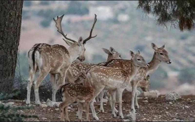 «مكافحة الفساد» تحول 15 موظفا بقضية سرقة الغزلان لمحكمة جرش