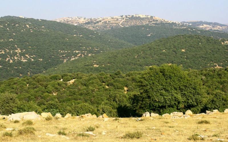 توفير مسكن ودخل شهري لعائلة تعيش في أحراش عجلون