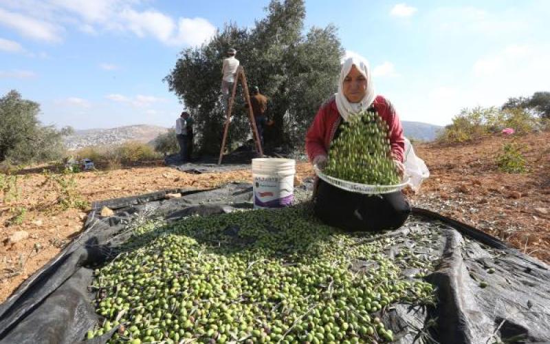 تفاؤل زراعي بموسم الزيتون