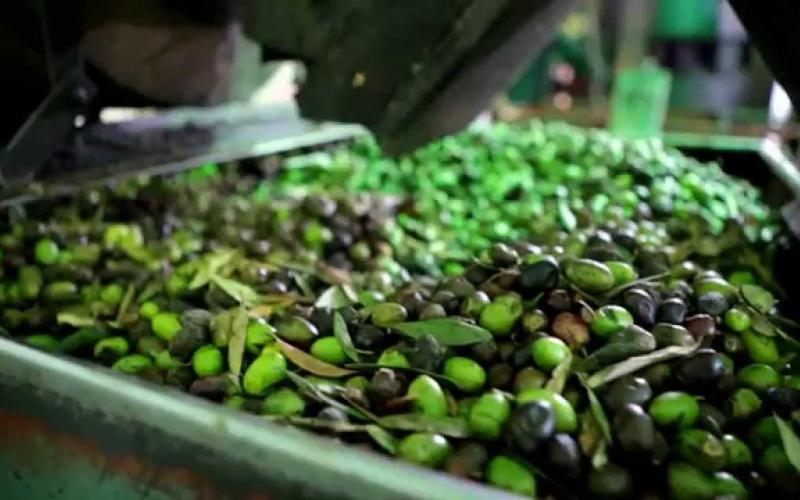 الأردن يصدر 3500 طن زيتون إلى اسرائيل