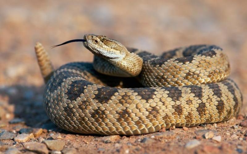 الحكومة توضح سبب خفض الضريبة على الزواحف