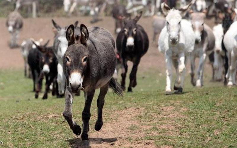بيان من وزارة الزراعة حول انقراض ’حمير‘ الأردن