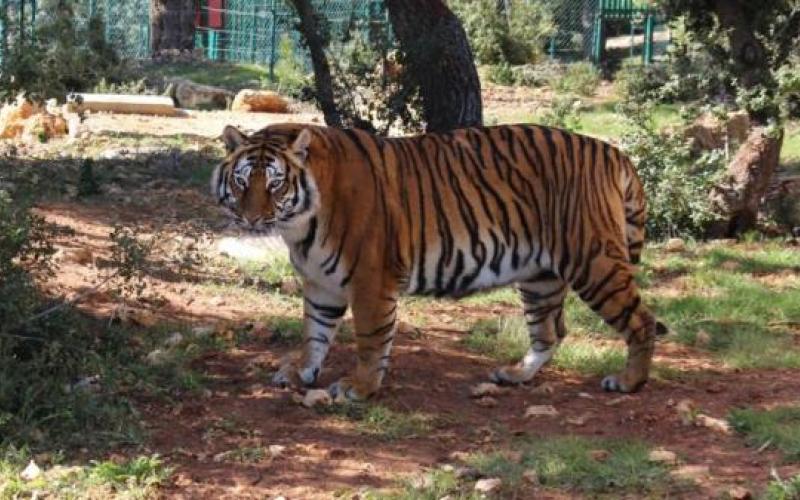 أرغمتها الحروب على الهرب .. أسود ونمور ودببة تلجأ للأردن