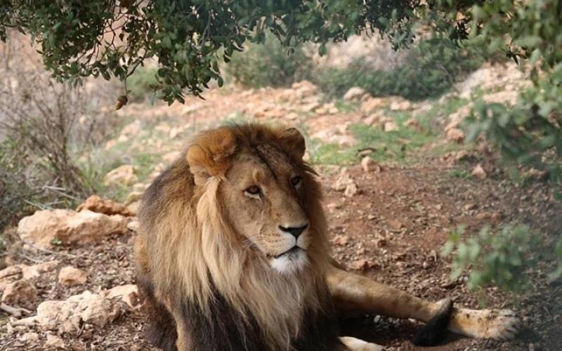 تعرف إلى قصص حيوانات لجأت من جحيم الحرب للأردن (شاهد)