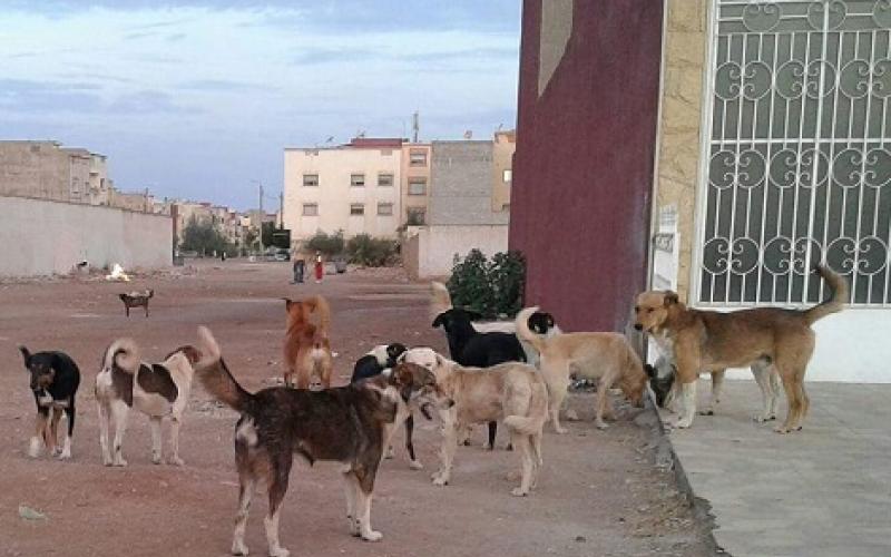 المفرق: الكلاب الضالة تنهش وتعقر 4 أشخاص