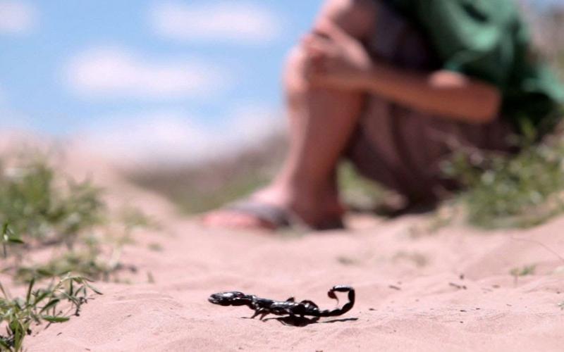 تحذيرات من انتشار الأفاعي والعقارب مع ارتفاع درجات الحرارة