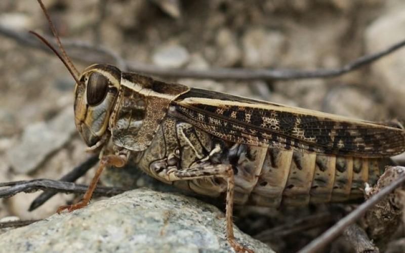 الزراعة: تم الاجهاز على السرب الاول من الجراد