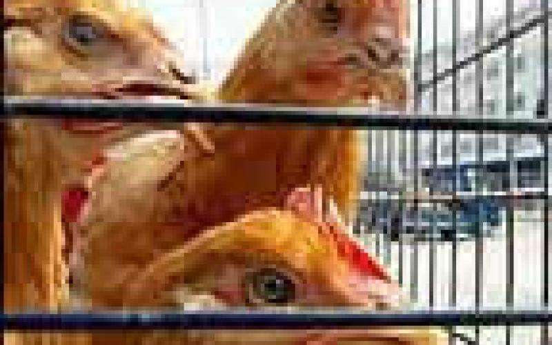 الأردن يعلن أول إصابة بشرية بأنفلونزا الطيور