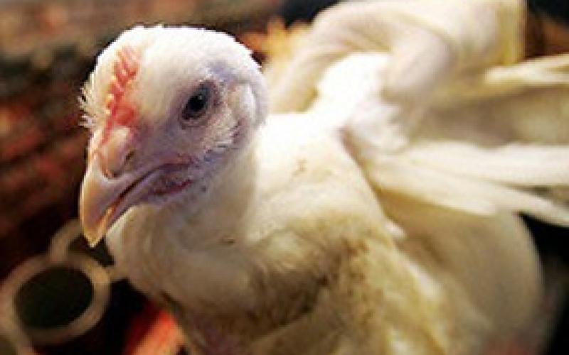 الخوف من أنفلونزا الطيور..يزيده إصابة العامل المصري