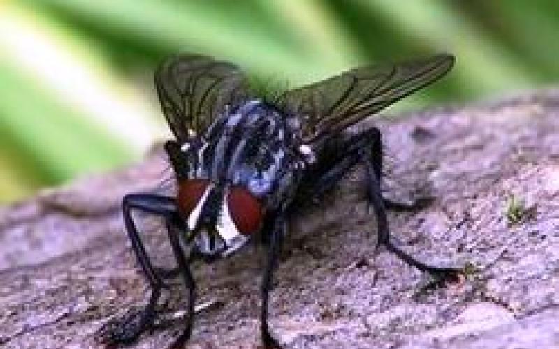 الحكومة تشن حملة ضد ذباب الأغوار..