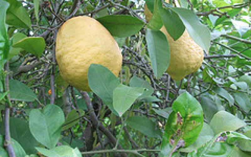 مزارعو الحمضيات يشتكون قلة المياه