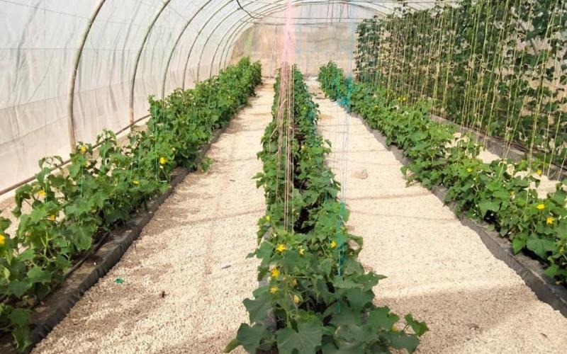 "البعض يرى أن هذه المهنة تقتصر على الرجال دون الإناث فهي تحتاج لمجهود جسدي والكثير من العمل والمتطلبات الشاقة"